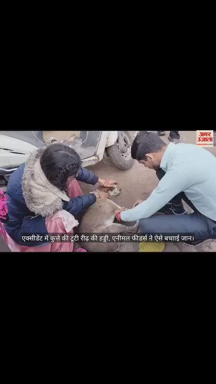 VIDEO : एक्सीडेंट में कुत्ते की टूटी रीढ़ की हड्डी, एनीमल फीडर्स ने ऐसे बचााई जान