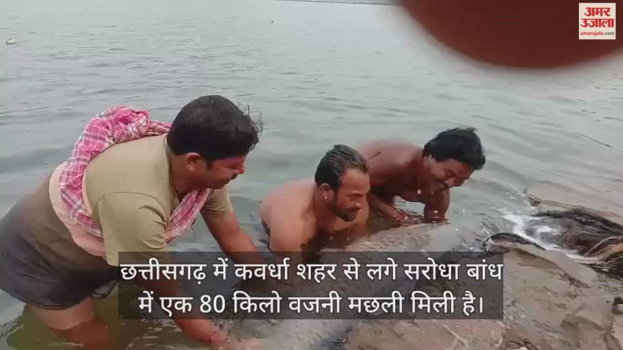 VIDEO : सरोधा बांध में मिली विशालकाय मछली... जिसने भी देखी वह देखते ही रह गया