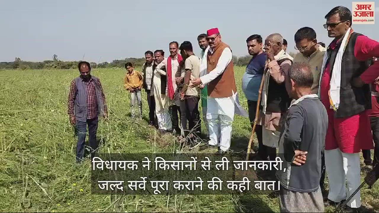 VIDEO : सपा विधायक विशंभर सिंह ने देखी फसलों की बर्बादी, सरकार पर उचित मुआवजा न दिलाने का लगाया आरोप