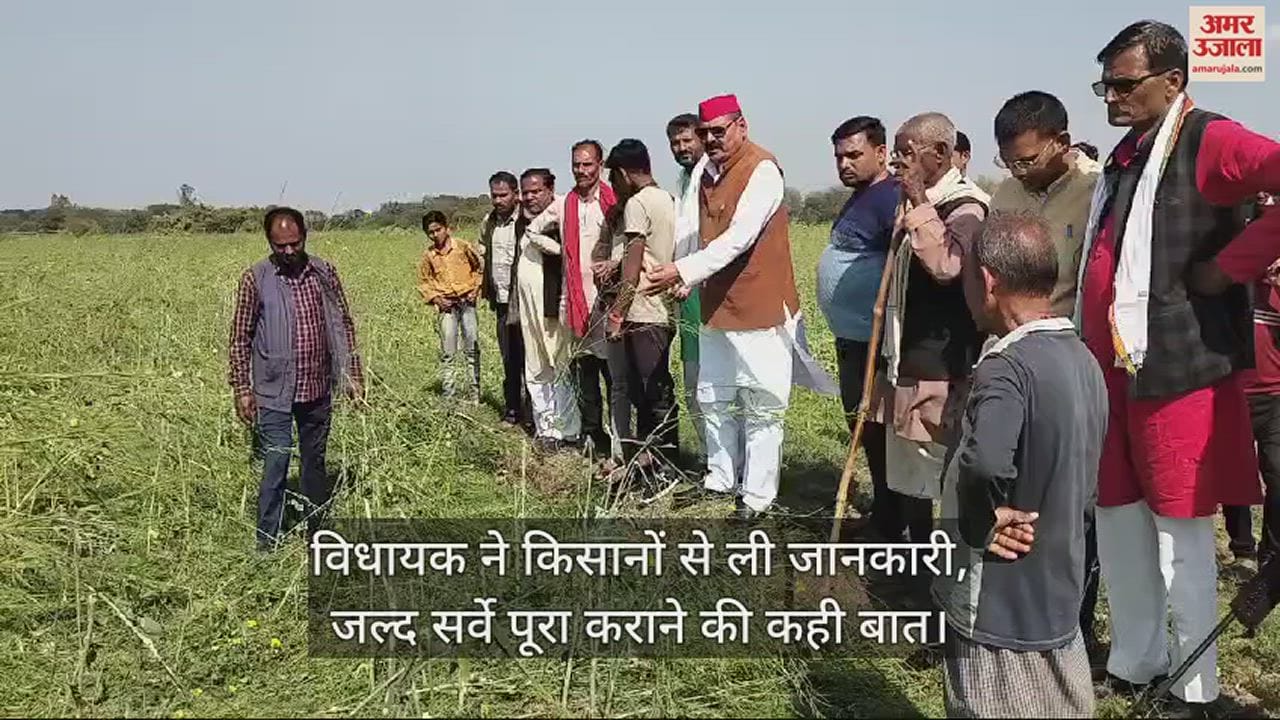 VIDEO : सपा विधायक विशंभर सिंह ने देखी फसलों की बर्बादी, सरकार पर उचित मुआवजा न दिलाने का लगाया आरोप
