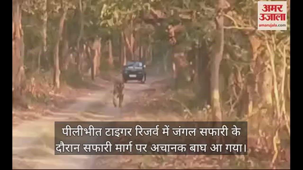 VIDEO : पीलीभीत टाइगर रिजर्व में जंगल सफारी के दौरान हुआ कुछ ऐसा, सहमे सैलानी 