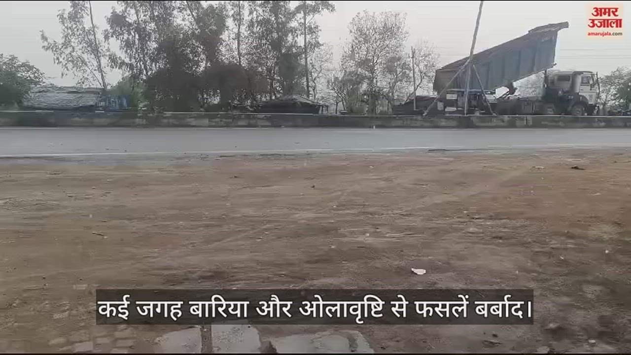 VIDEO : उरई के किसान फिर मायूस, कई जगह बरसा पानी...ओले भी गिरे, लाखों हेक्टेयर में मटर और गेहूं समेत कई फसलें बर्बाद