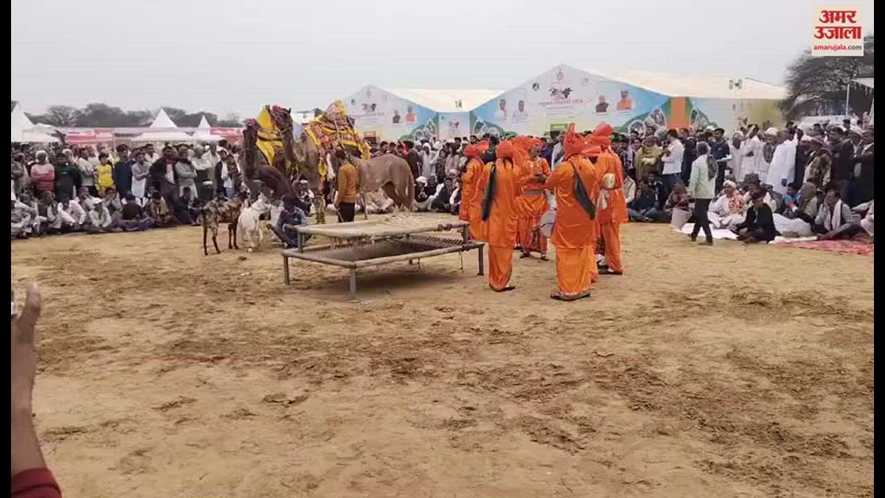 VIDEO : महेंद्रगढ़ में पशुधन प्रदर्शनी में दिखा हरियाण की मुर्राह नस्ल का रौब