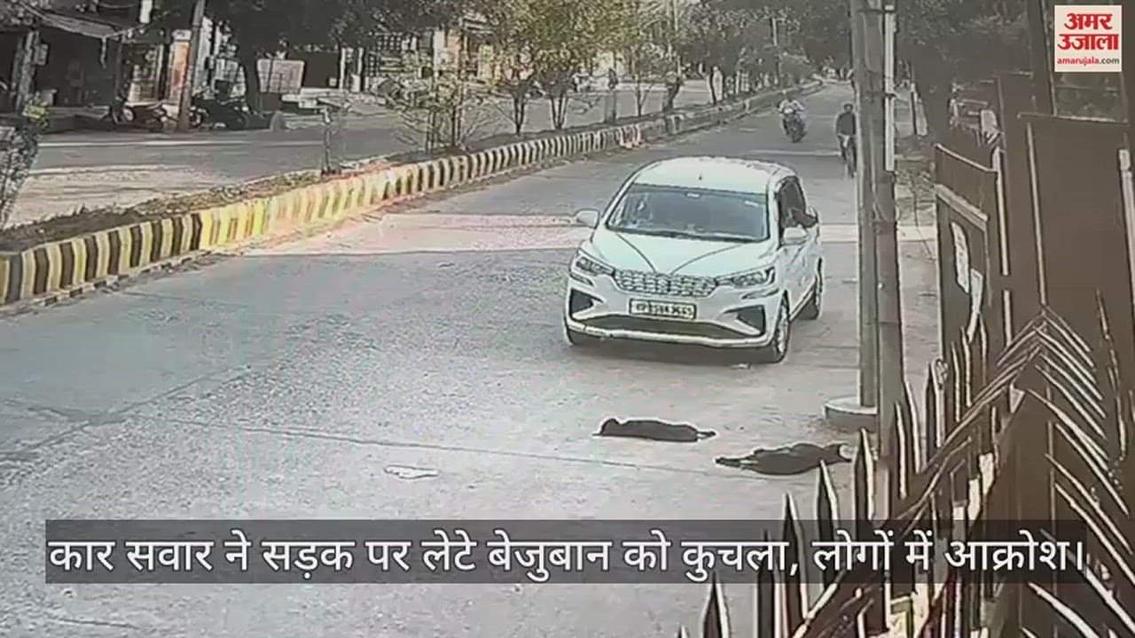 VIDEO : कार सवार ने सड़क पर लेटे बेजुबान को कुचला, लोगों में आक्रोश