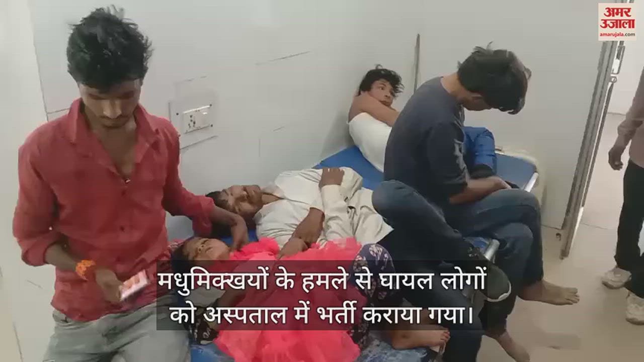VIDEO : महोबा में मधुमिक्खयों के हमले से दंपती समेत आठ लोग घायल, मचा हड़कंप