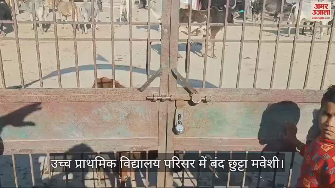 VIDEO : हरदोई में ग्रामीणों ने प्राथमिक विद्यालय परिसर में बंद किए छुट्टा मवेशी, कहा- समस्या का नहीं हो रहा निस्तारण