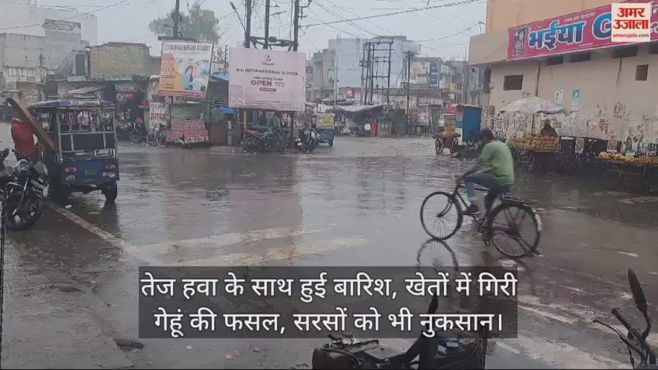 VIDEO : तेज हवा के साथ हुई बारिश, खेतों में गिरी गेहूं की फसल, सरसों को भी नुकसान