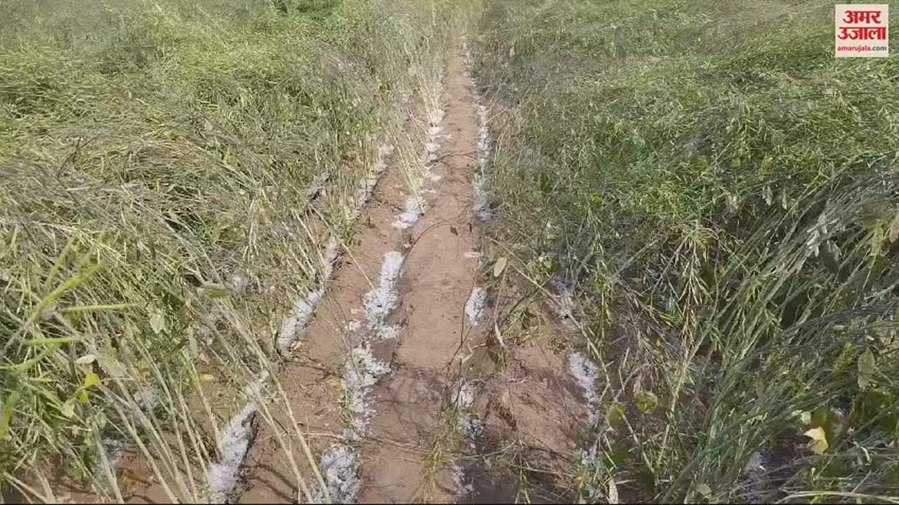 VIDEO : भिवानी के तोशाम क्षेत्र में गिरे अत्यधिक ओले, खेतों में दस मिनट बाद भी लगा ढेर