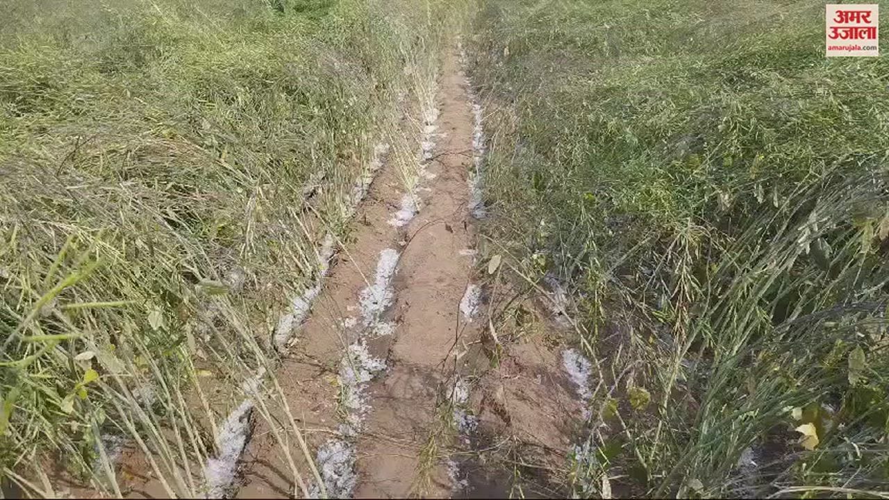 VIDEO : भिवानी के तोशाम क्षेत्र में गिरे अत्यधिक ओले, खेतों में दस मिनट बाद भी लगा ढेर