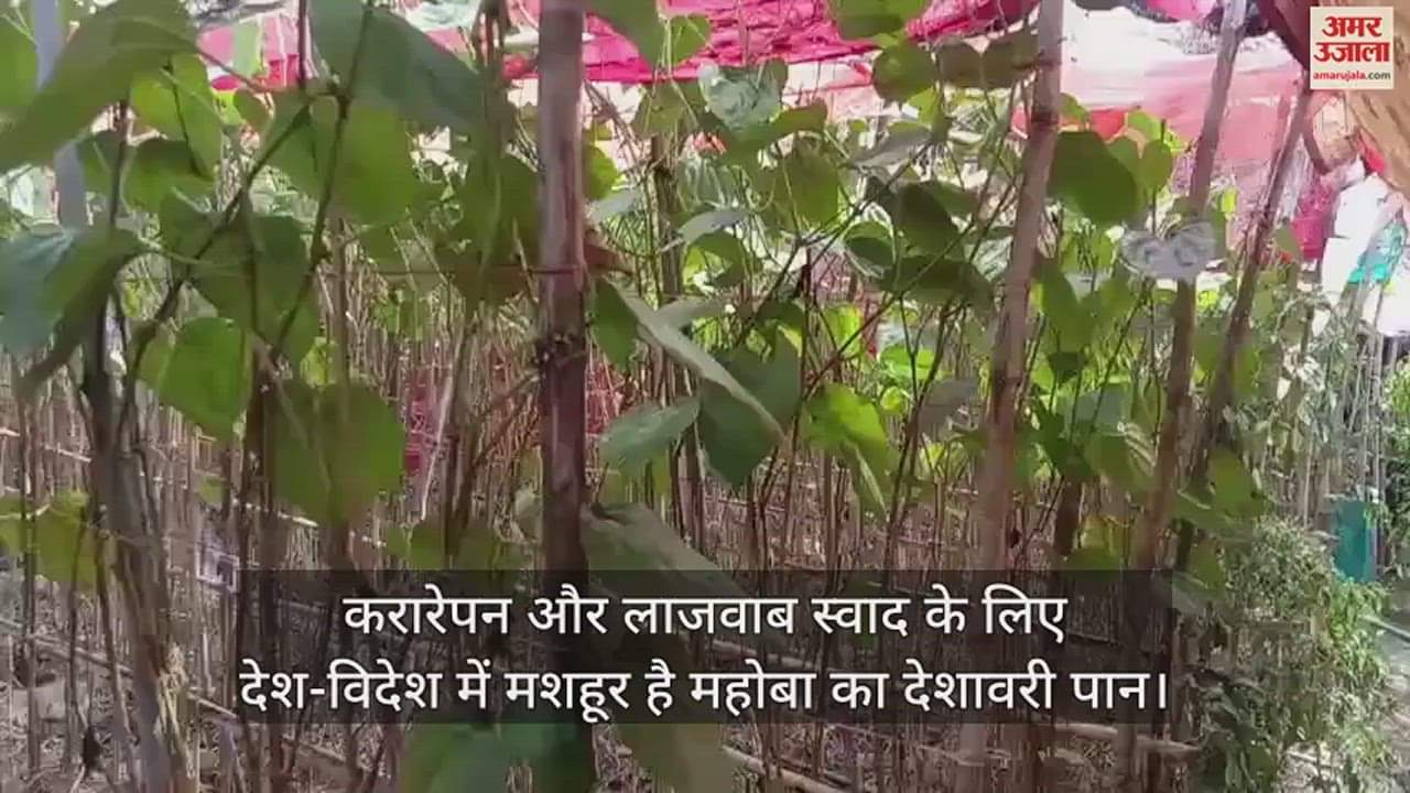 VIDEO : भारी ओलावृष्टि से देशावरी पान के पत्ते टूटकर गिरे, किसान परेशान