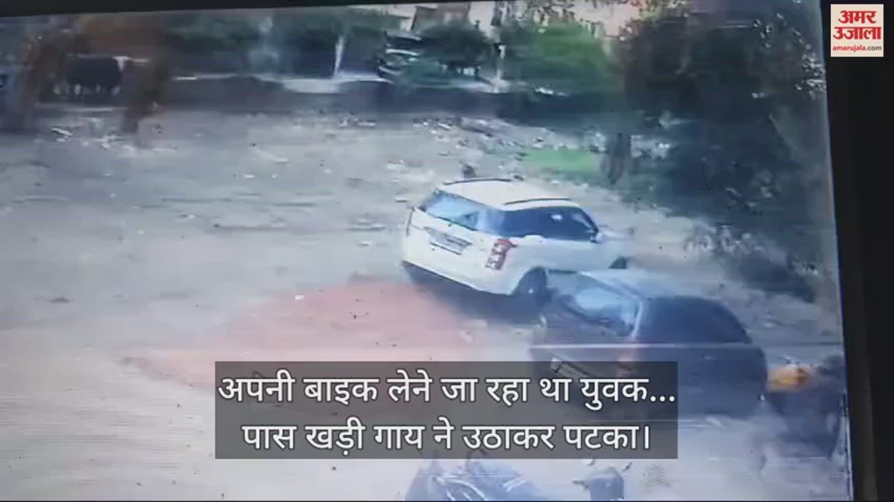 VIDEO : अपनी बाइक लेने जा रहा था युवक... पास खड़ी गाय ने उठाकर पटका
