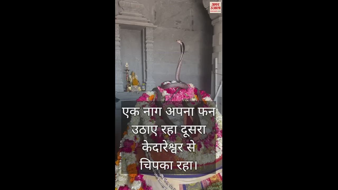 VIDEO : इटावा में केदारेश्वर महादेव मंदिर में पहुंचा नाग का जोड़ा, लोगों में कौतूहल