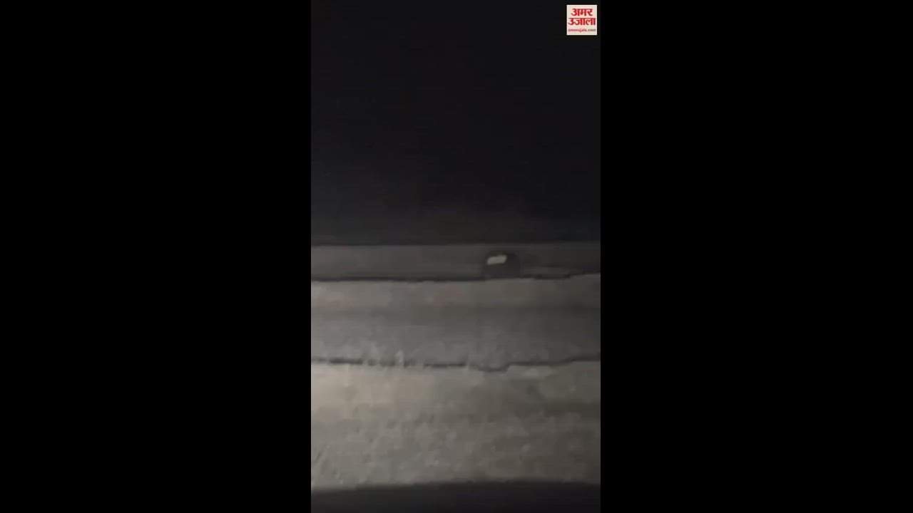 VIDEO : मरवाही वन मंडल में लंबे समय के बाद दिखे सफेद भालू के शावक, देखें वीडियो