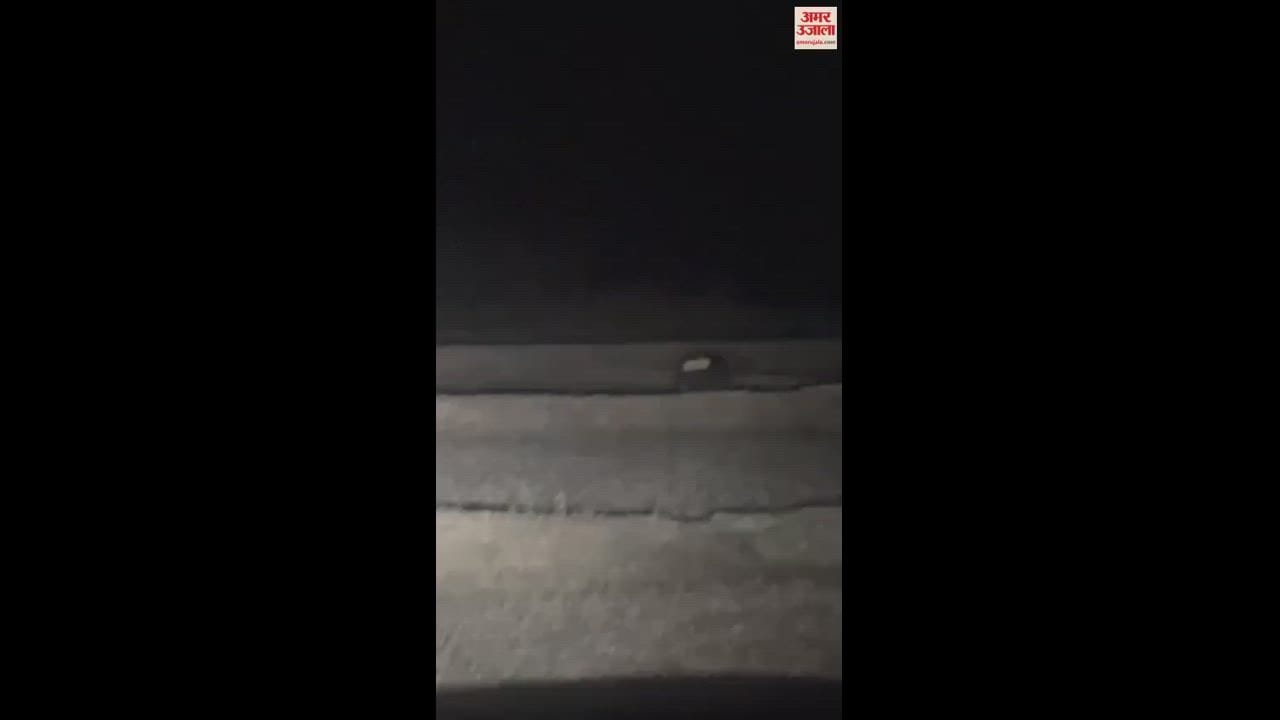 VIDEO : मरवाही वन मंडल में लंबे समय के बाद दिखे सफेद भालू के शावक, देखें वीडियो