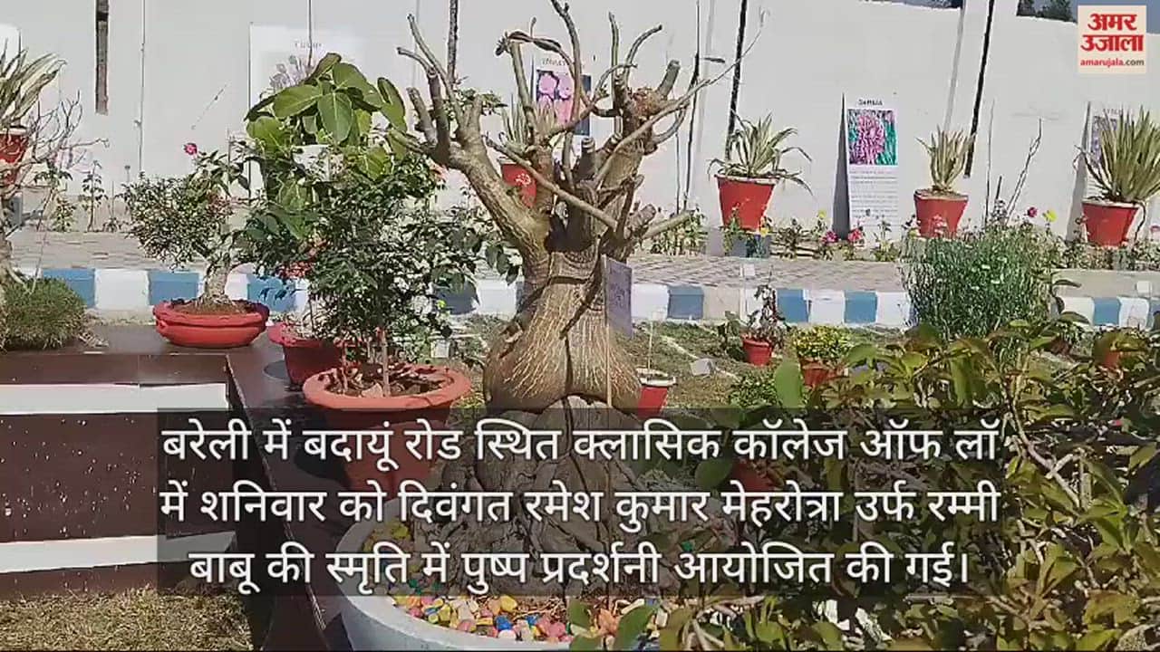 VIDEO : 40 साल पुराना पेड़... लंबाई सिर्फ ढाई फुट, पुष्प प्रदर्शनी में बोनसाई देख अचंभित रह गए लोग