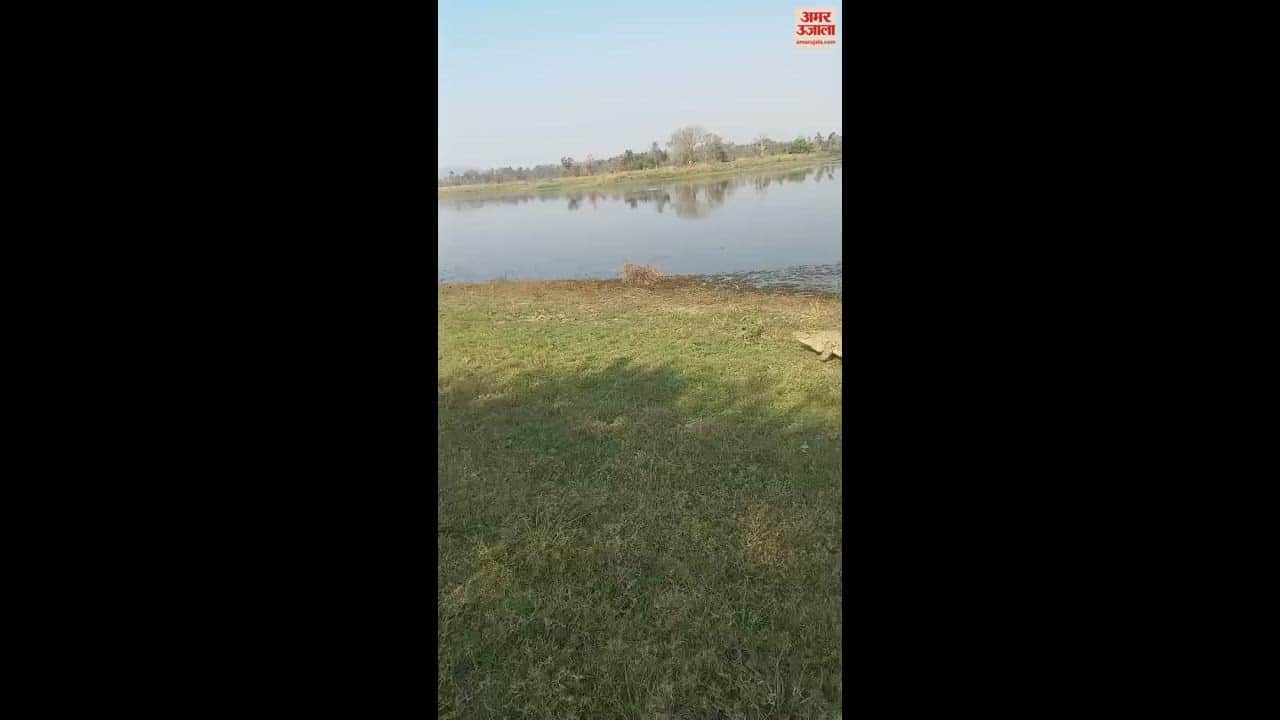 VIDEO : जलाशय से निकलकर गांव में पहुंचा विशालकाय मगरमच्छ, ग्रामीणों के उड़े होश
