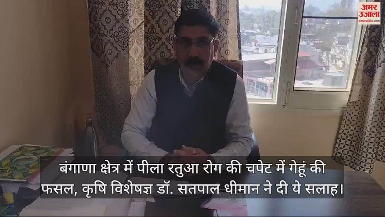 VIDEO : Wheat crop in Bangana area is in the grip of yellow rust disease