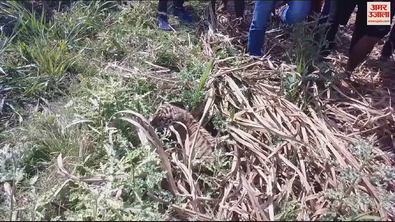 VIDEO : दो शावकों के साथ खेत में बैठी बाघिन, गन्ना छीलने मजदूर पहुंचा तो मारा झपट्टा