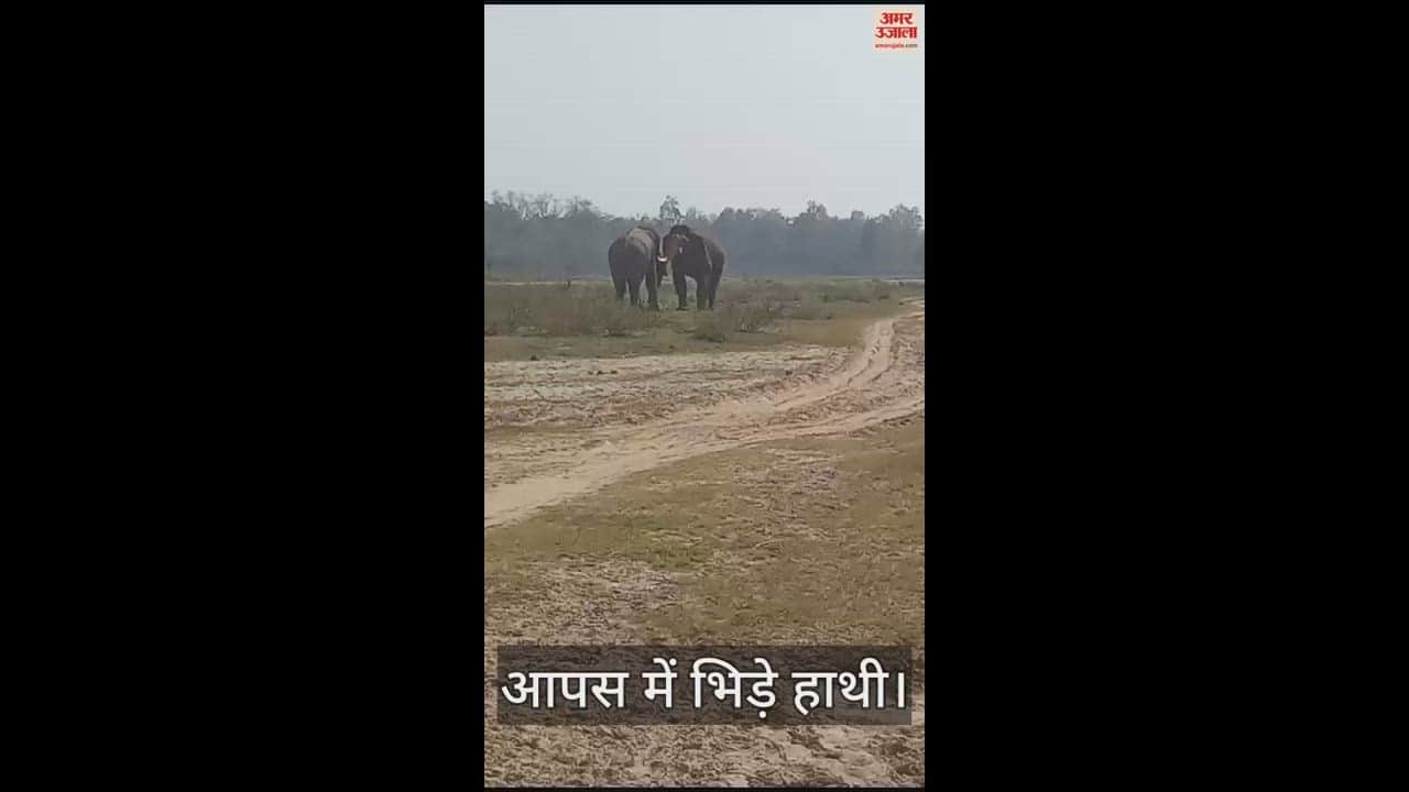 VIDEO : Fight between tusker and makhana elephant in Bijnor
