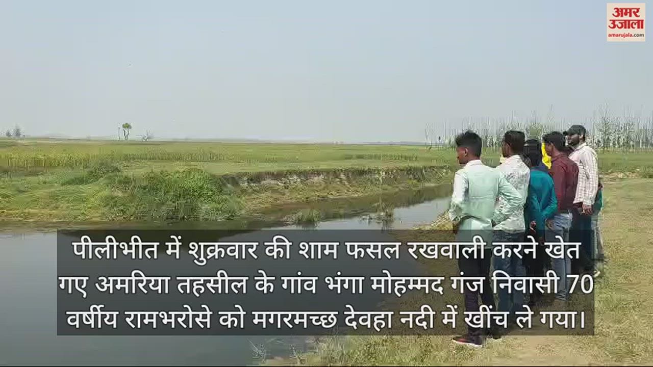 VIDEO : पीलीभीत में फसल की रखवाली करने गए किसान को मगरमच्छ ने मार डाला