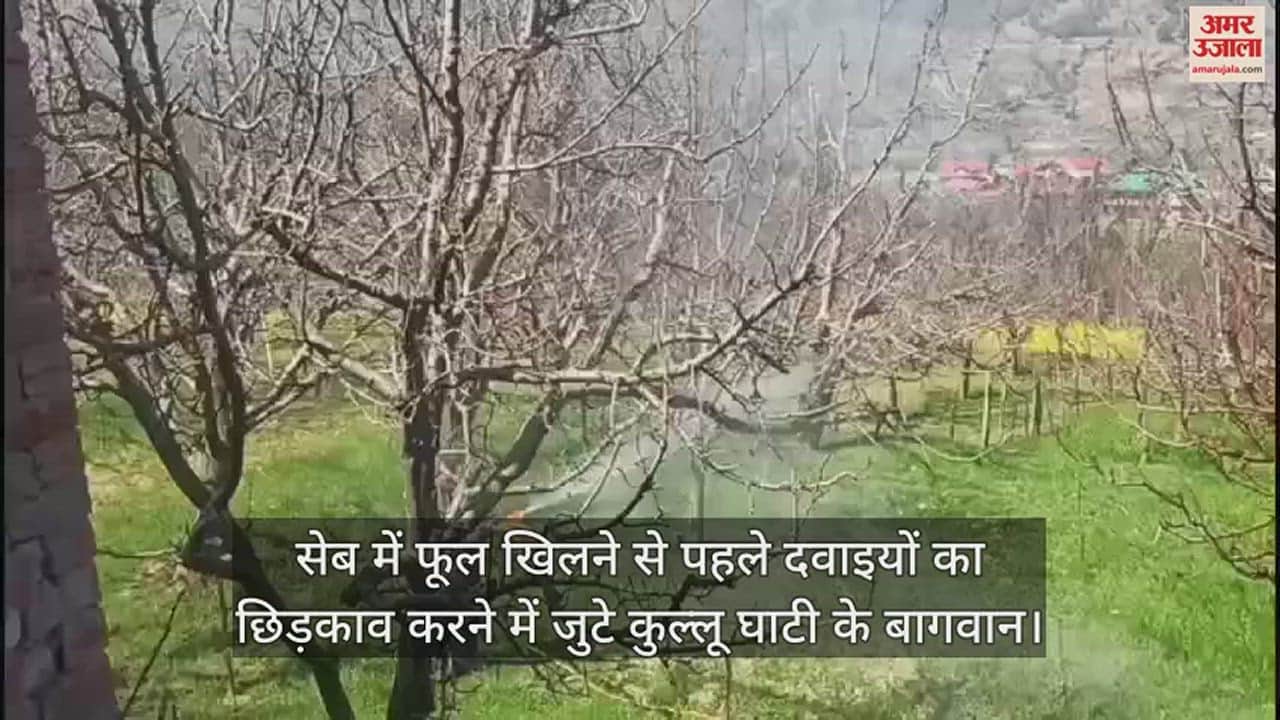 VIDEO : Gardeners of Kullu Valley busy in spraying medicines before the apple blossoms.