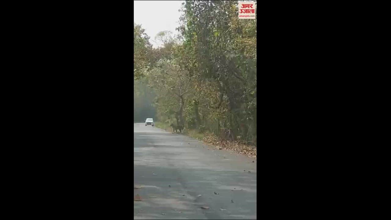 VIDEO : बाघ के करीब पहुंचा बाइक सवार बाल-बाल बचा, देखें वीडियो