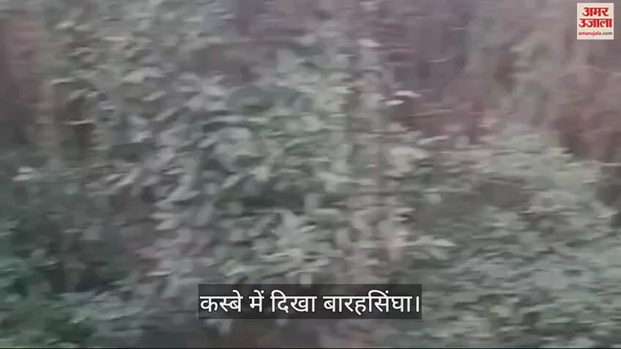 VIDEO : Wild animal Barasingha seen in Bhadohi city