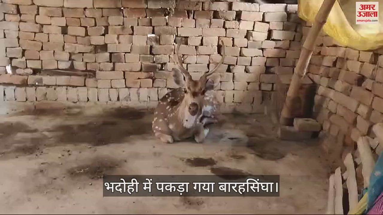VIDEO : Barasingha caught by forest department team in Bhadohi