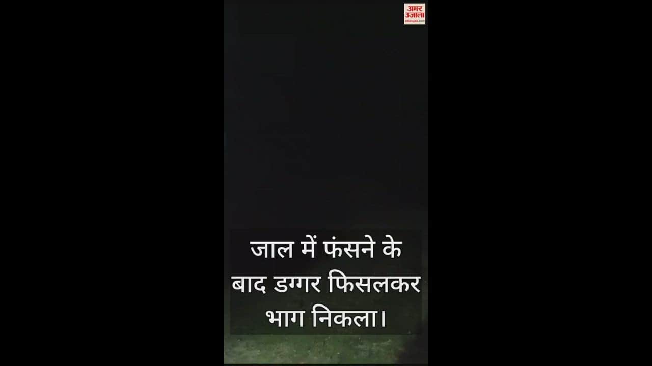 VIDEO : हमीरपुर में लकड़बग्घा दिखने से लोगों में दहशत, वन विभाग की टीम पकड़ने में नाकाम