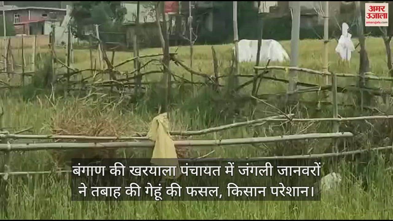 VIDEO : Wild animals destroy wheat crop in Kharyala Panchayat of Bangaan, farmers worried