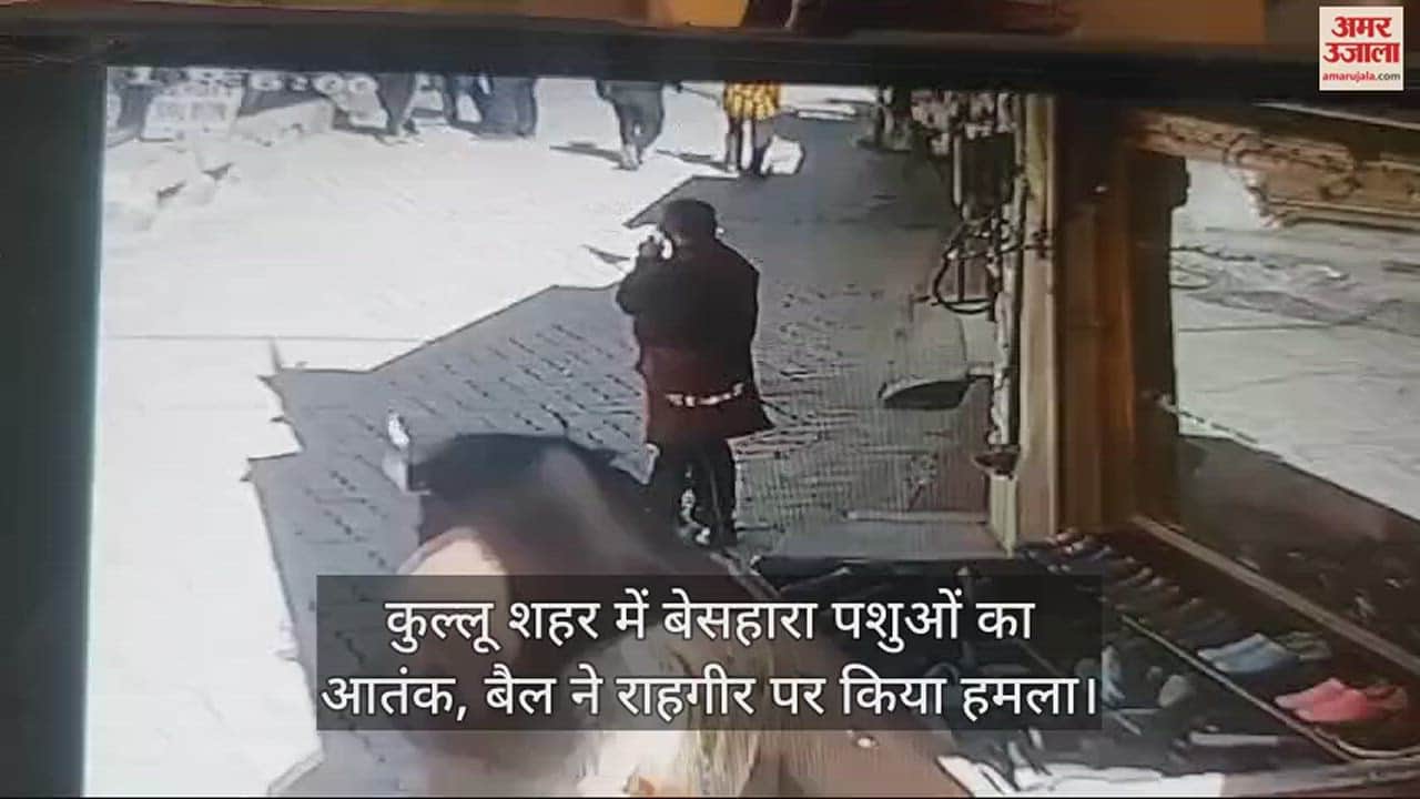 VIDEO : Terror of destitute animals in Kullu city,  Bull attacked pedestrian