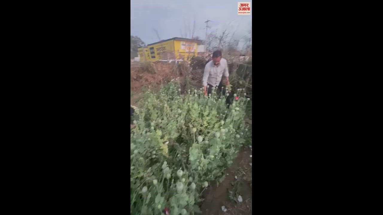 VIDEO : कुरुक्षेत्र में बाड़े में ही शुरू कर दी अफीम की खेती, 606 पौधे बरामद