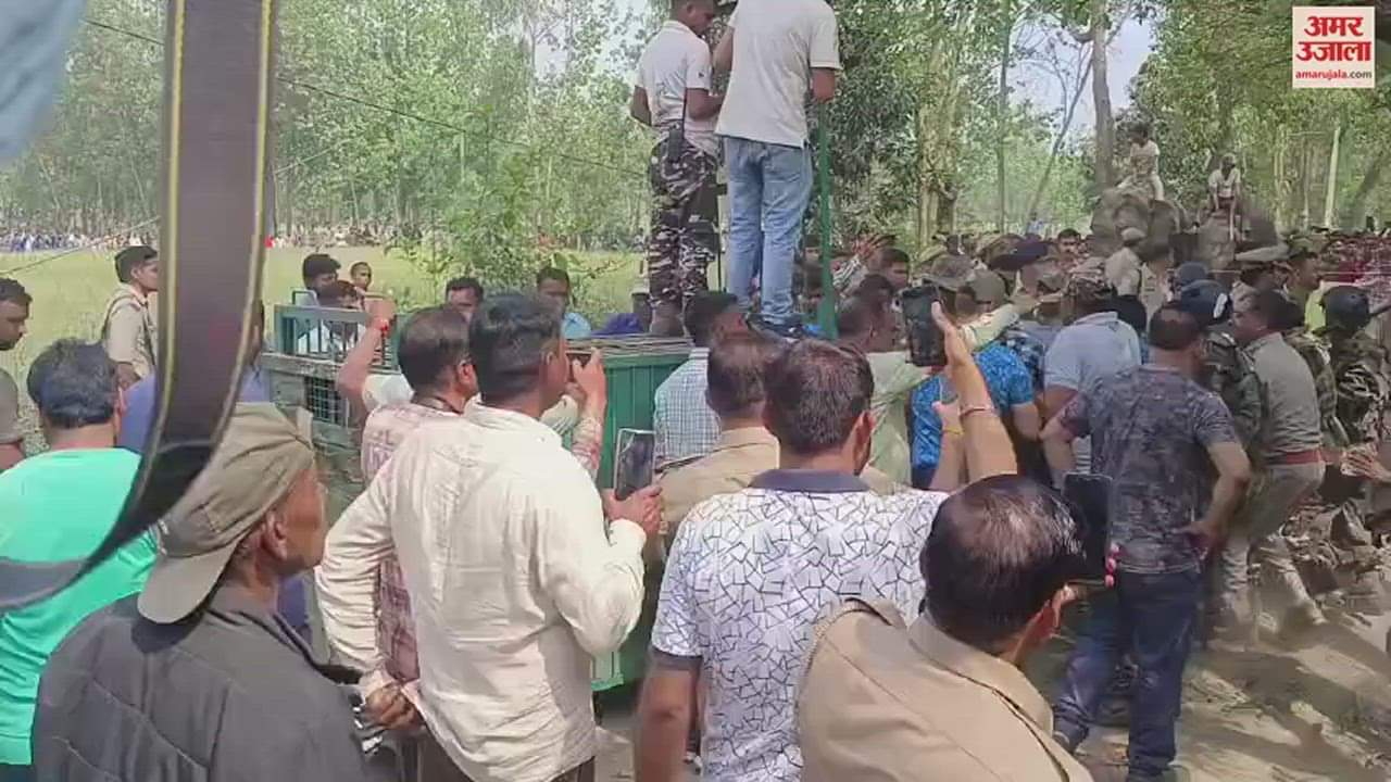 VIDEO : पीलीभीत में आबादी के बीच पहुंचा बाघ, वन विभाग की टीम ने बेहोश कर पकड़ा