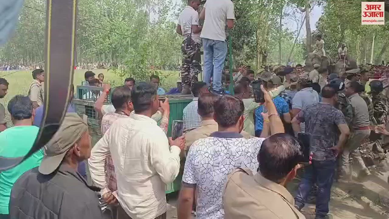 VIDEO : पीलीभीत में आबादी के बीच पहुंचा बाघ, वन विभाग की टीम ने बेहोश कर पकड़ा