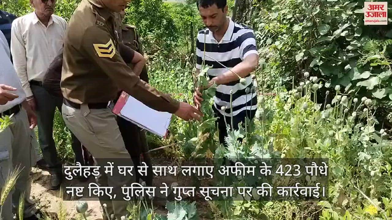 VIDEO : opium plants planted near the house in Dulaihar caught, police acted on secret information