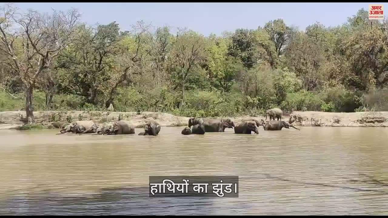 VIDEO : Herd of elephants seen in Amangarh in Bijnor