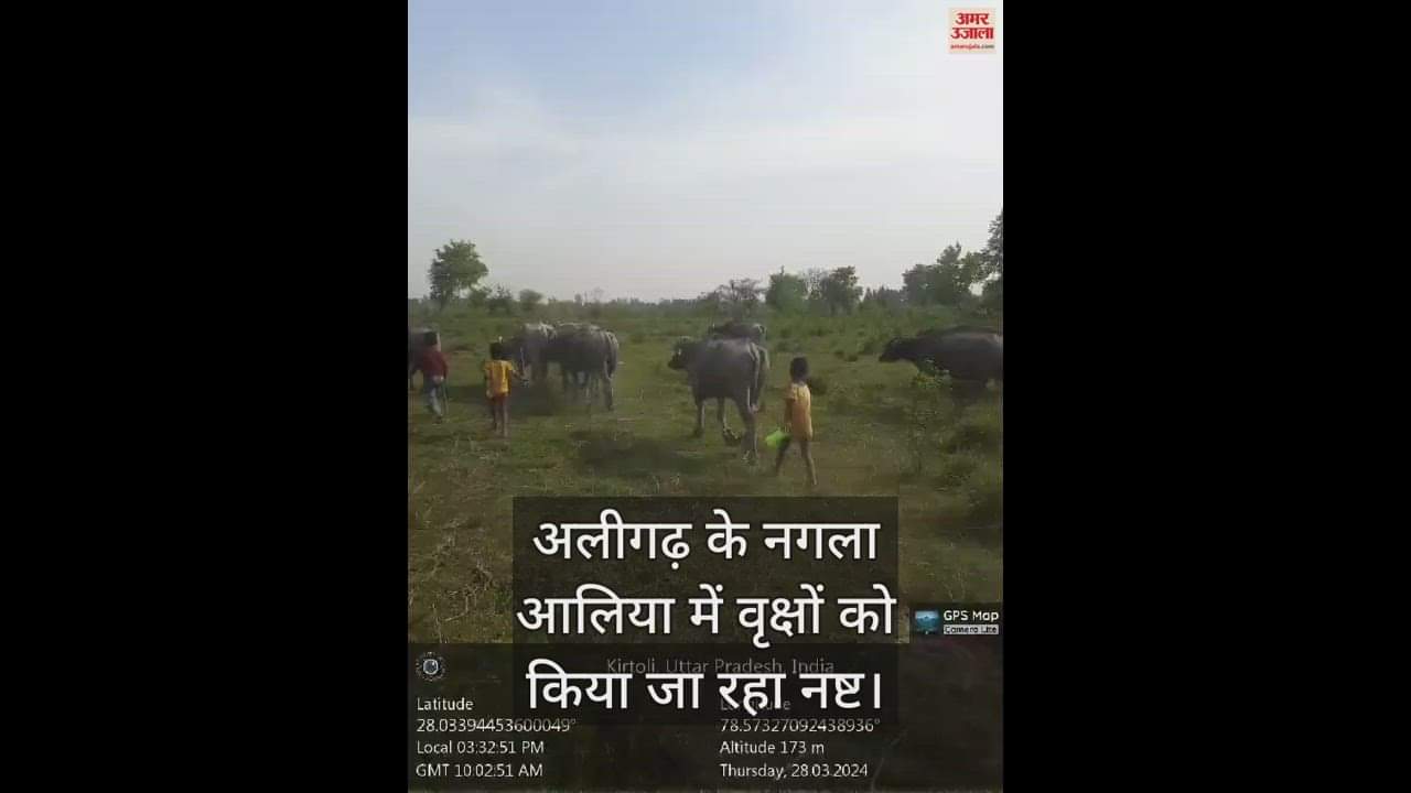 VIDEO : अलीगढ़ के नगला आलिया में वृक्षों को किया जा रहा नष्ट
