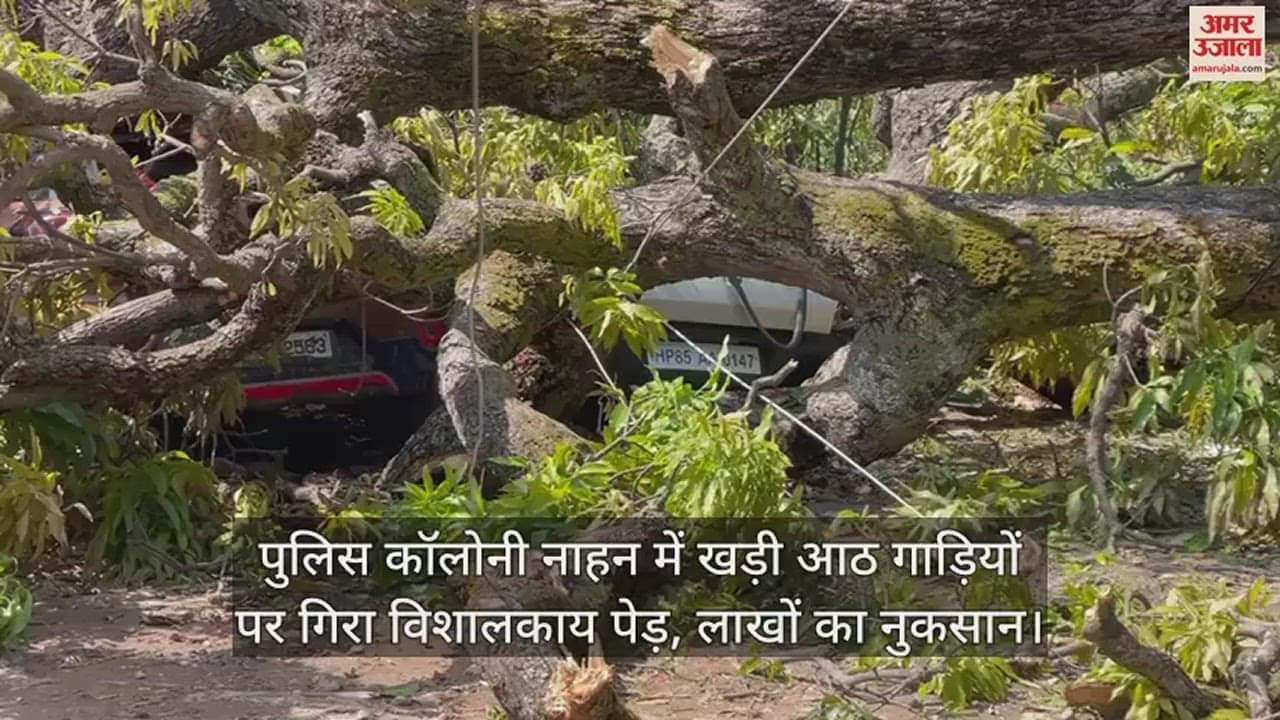 VIDEO : Giant tree fell on eight vehicles parked in Police Colony Nahan, loss worth lakhs
