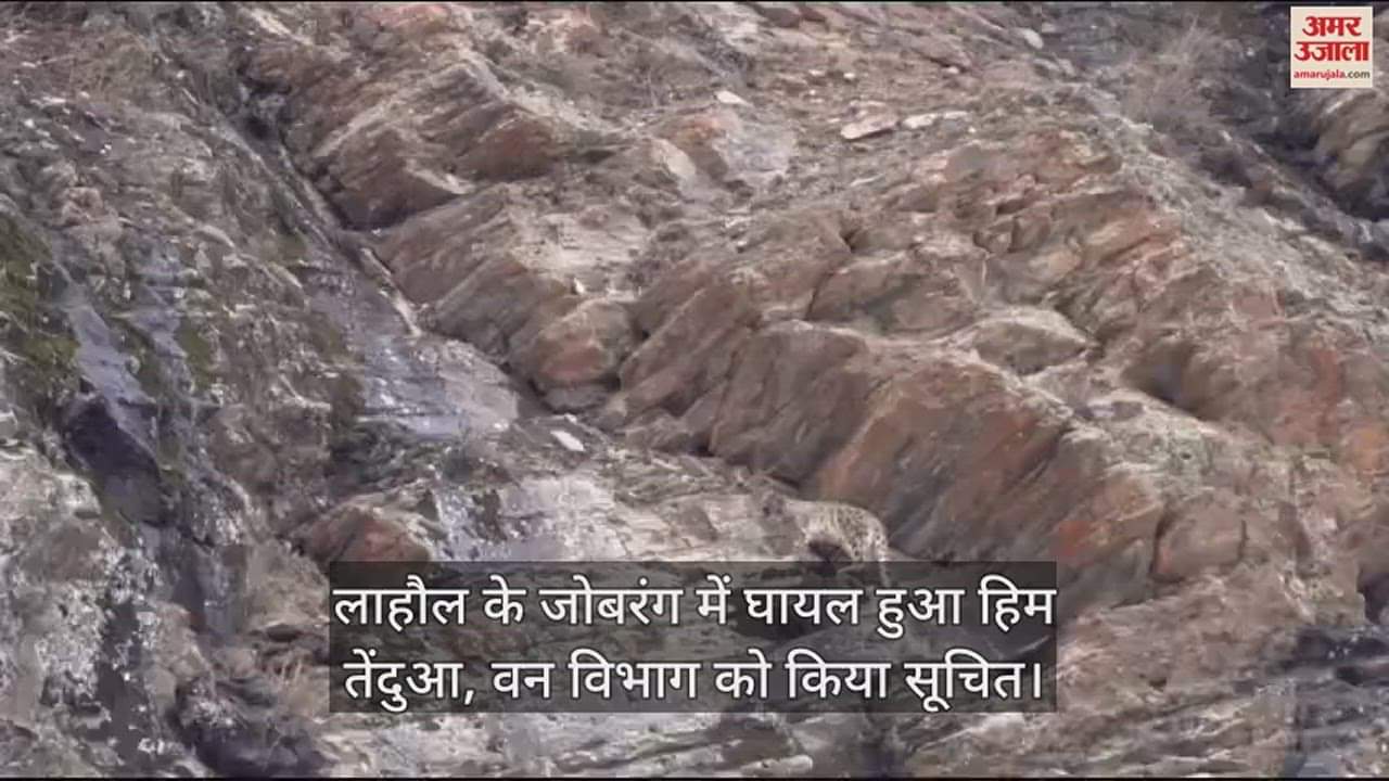 VIDEO : Snow leopard injured in Jobrang, Lahaul, forest department informed