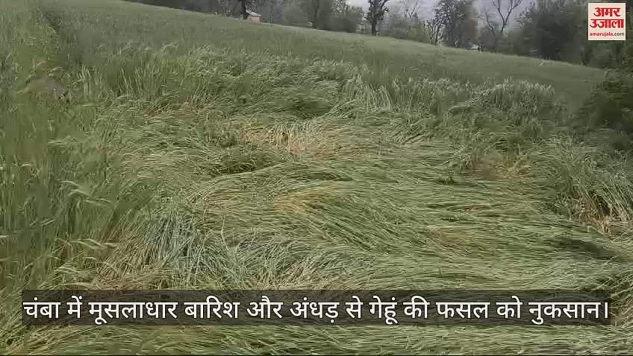 VIDEO : Wheat crop damaged due to torrential rain and storm in Chamba