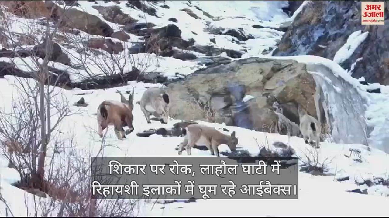 VIDEO : Ban on hunting: Ibex roaming in residential areas in Lahaul Valley