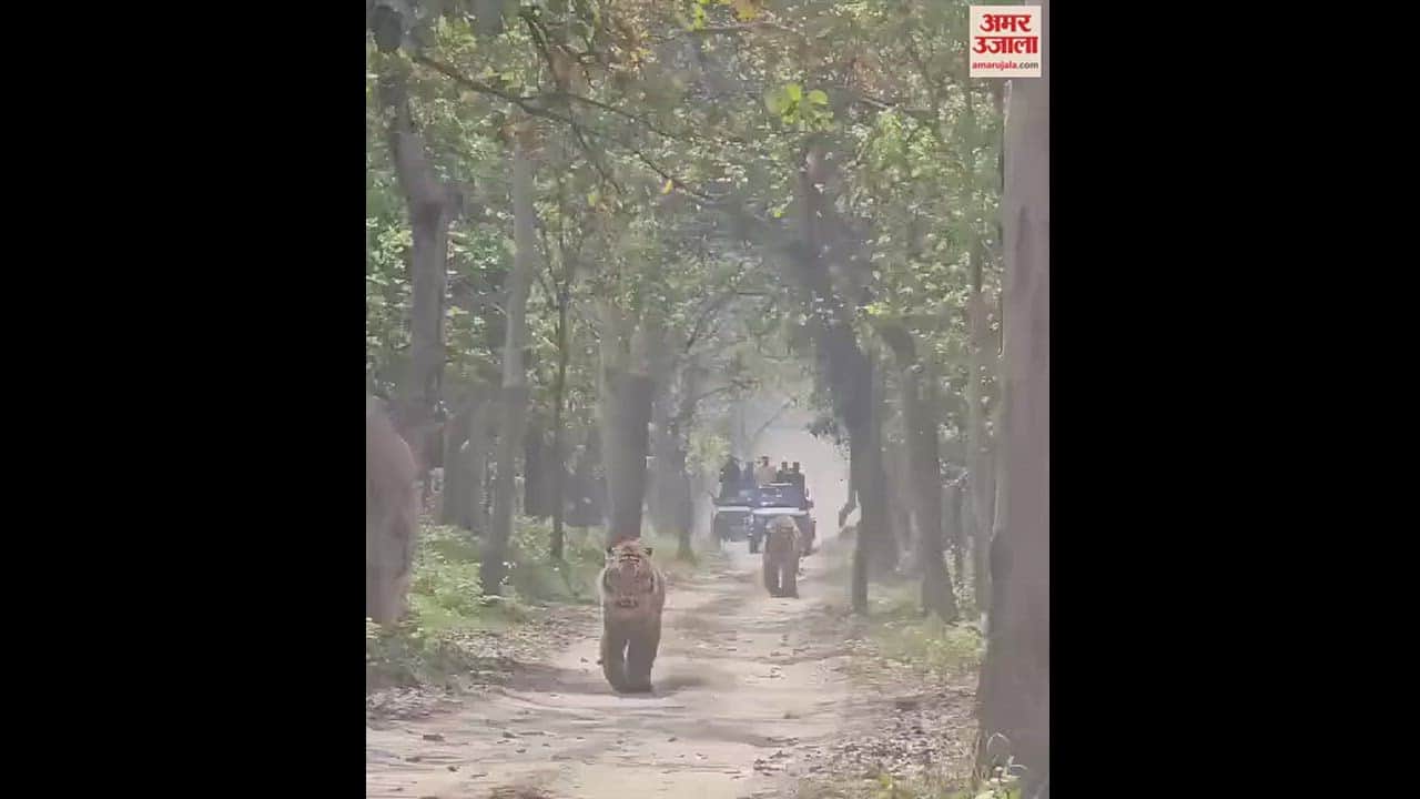 VIDEO : पीलीभीत टाइगर रिजर्व में पर्यटकों की जिप्सी के सामने अचानक आ गए दो बाघ