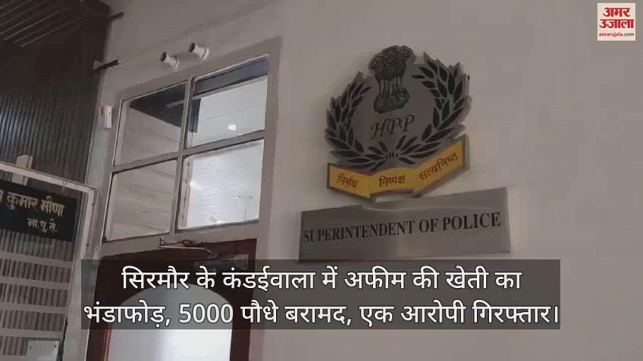 VIDEO : Opium cultivation busted in Kandaiwala of Sirmaur, 5000 plants recovered, one accused arrested