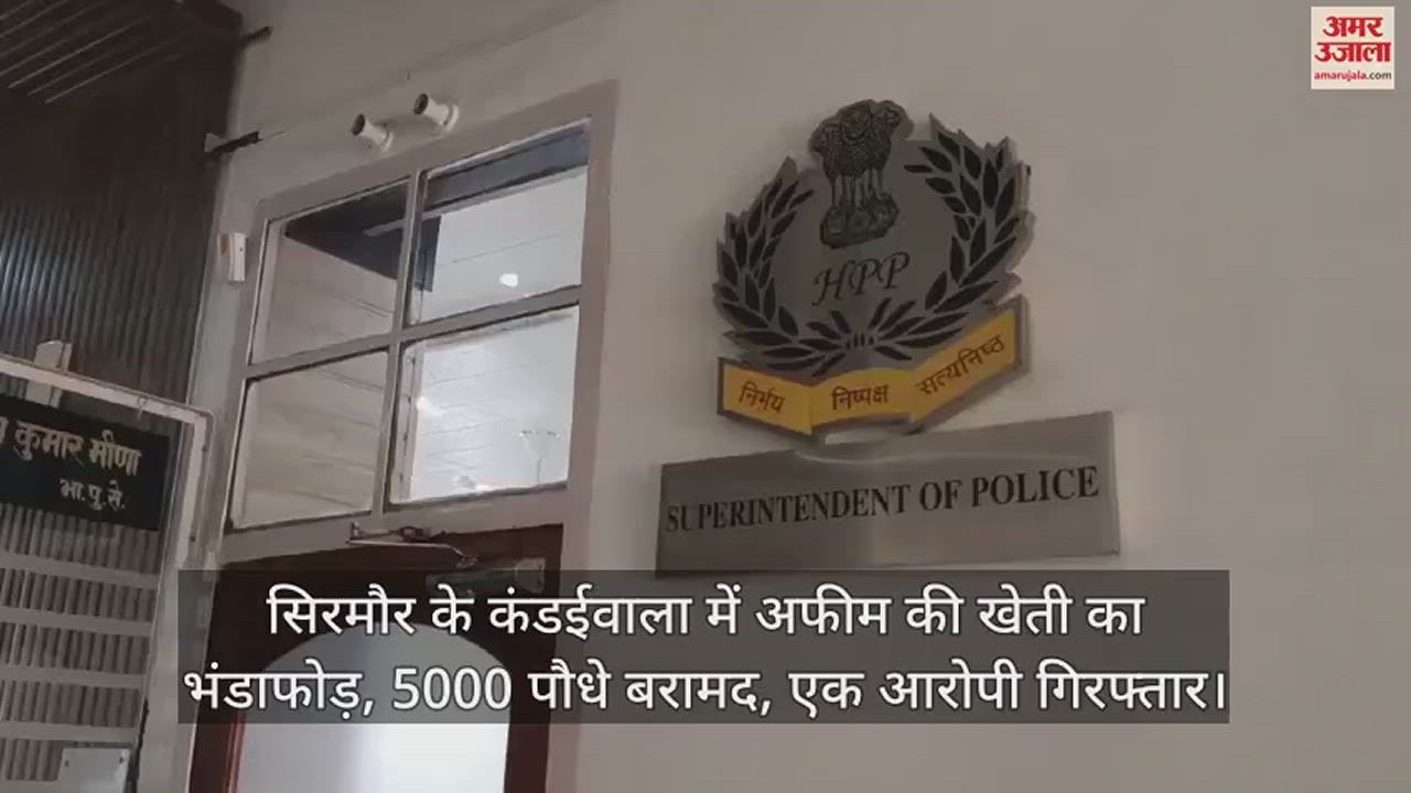 VIDEO : Opium cultivation busted in Kandaiwala of Sirmaur, 5000 plants recovered, one accused arrested