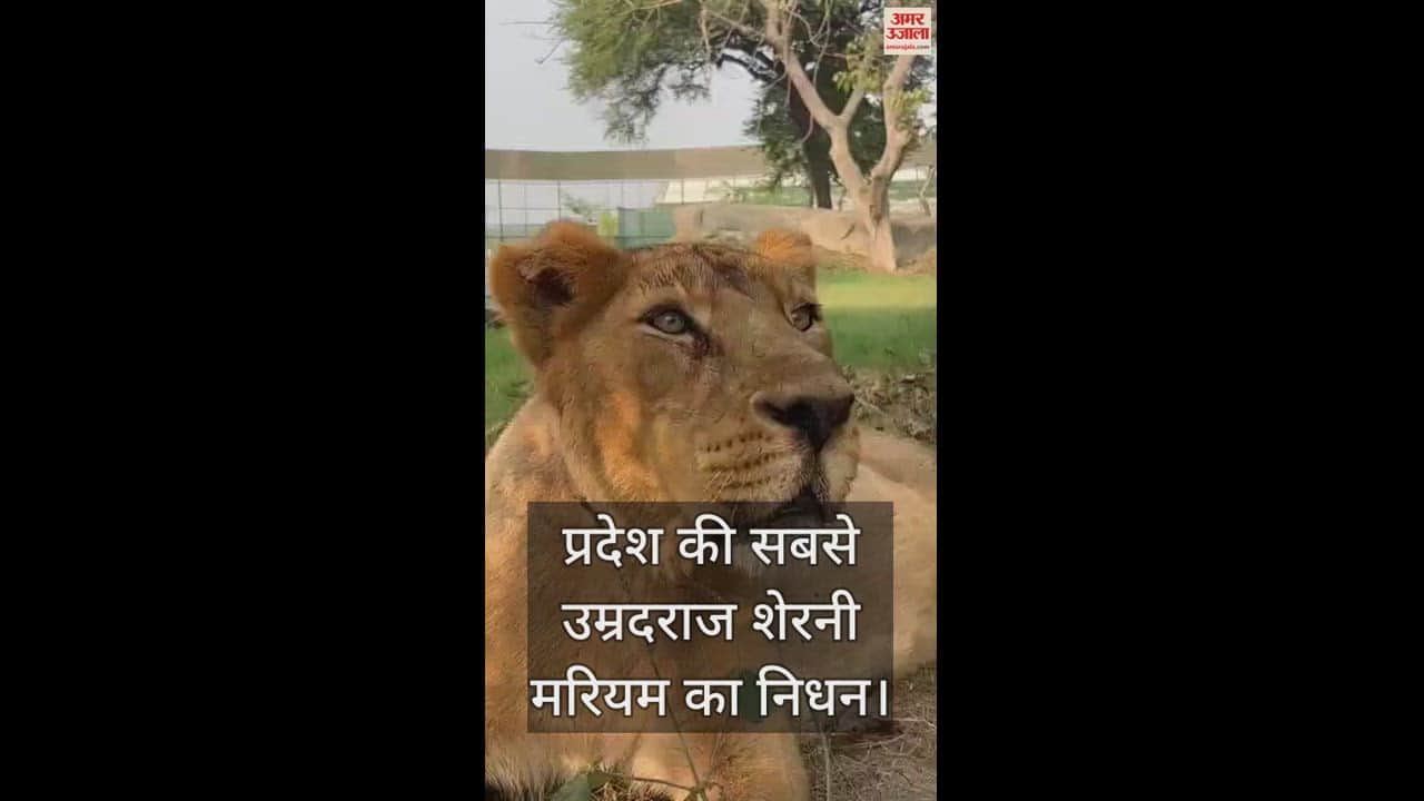 VIDEO : Gorakhpur Zoo's old lioness Mariam (18) passes away, was ill for several days