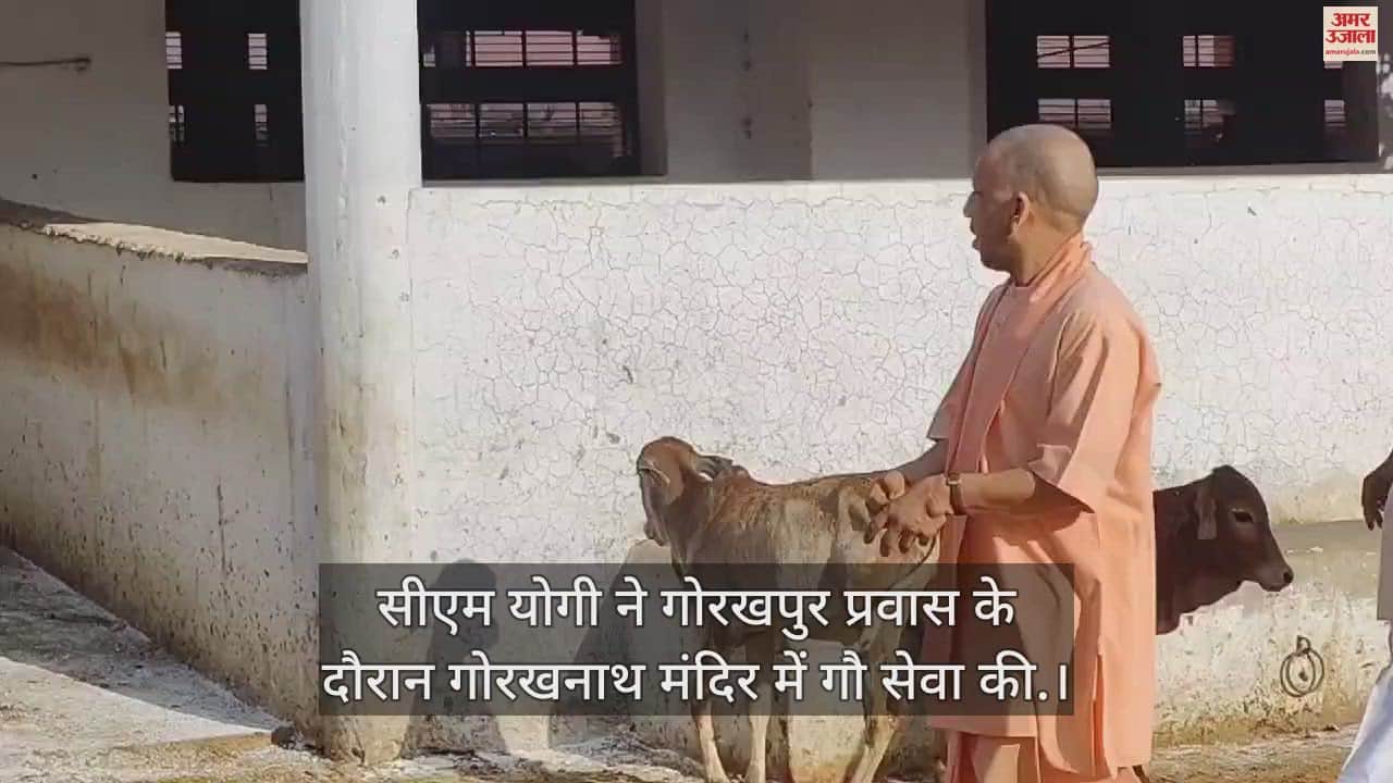 VIDEO : CM Yogi did cow service in Gorakhnath temple in Gorakhpur, fed jaggery and gram to the cows
