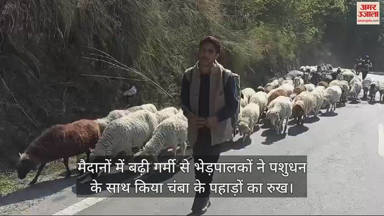 VIDEO : Due to increased heat in the plains, sheep herders moved to the mountains with their livestock