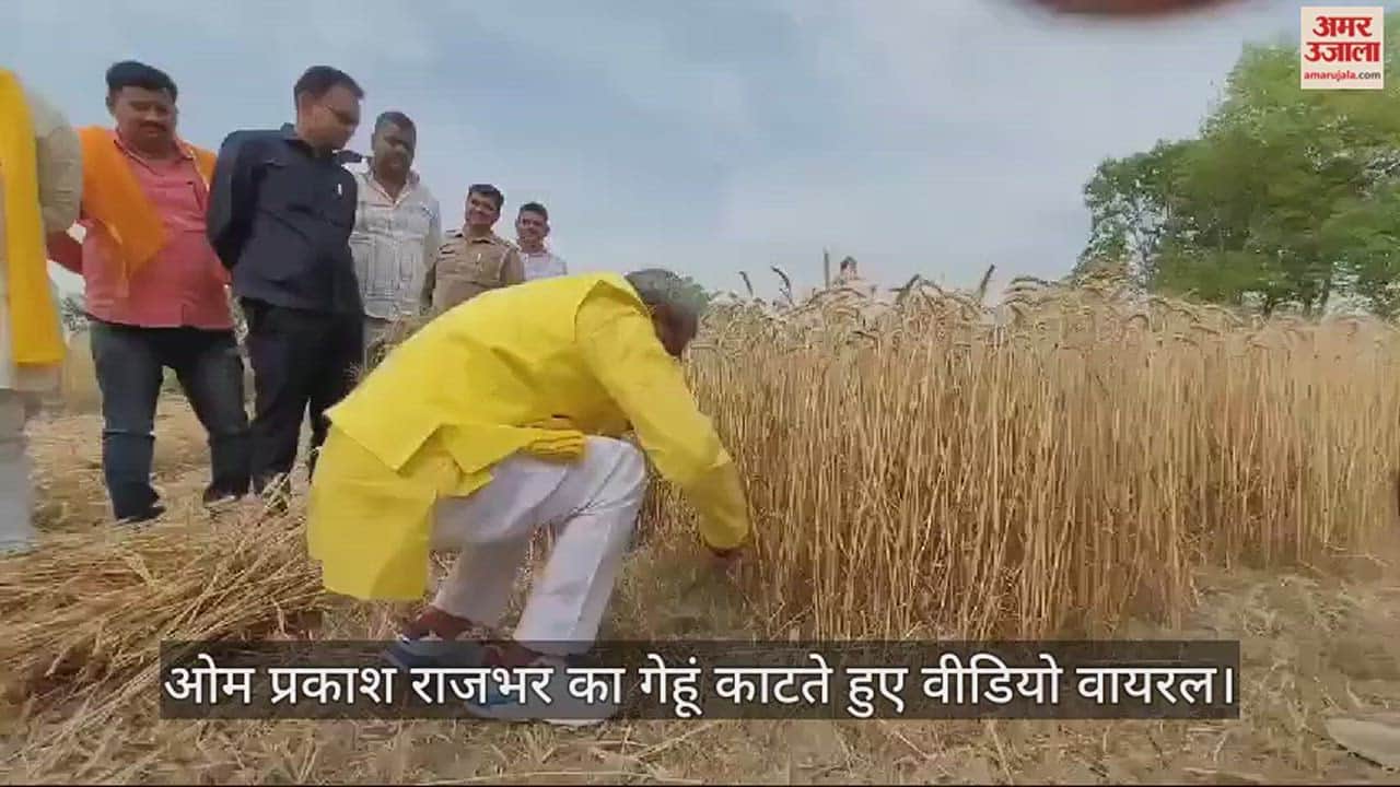 VIDEO : cabinet minister Om Prakash Rajbhar cutting wheat Video viral