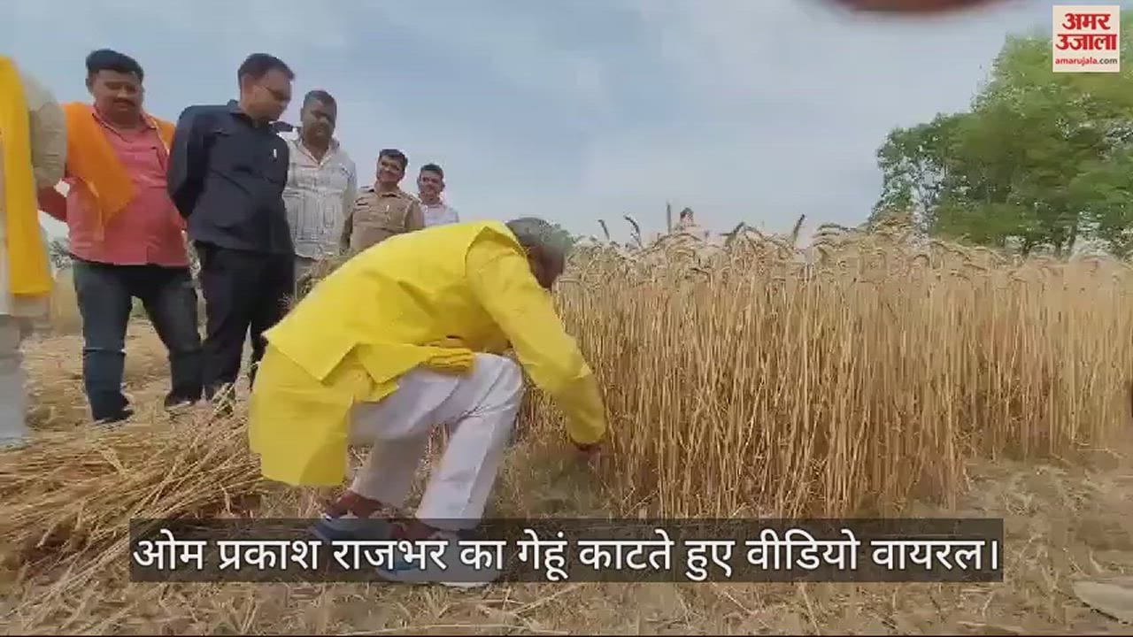 VIDEO : cabinet minister Om Prakash Rajbhar cutting wheat Video viral