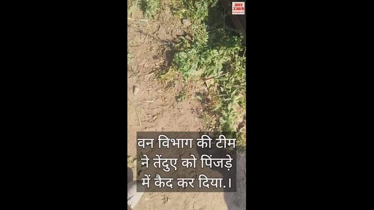 VIDEO : Two people injured by leopard attack in Maharajganj, forest department team rescues them